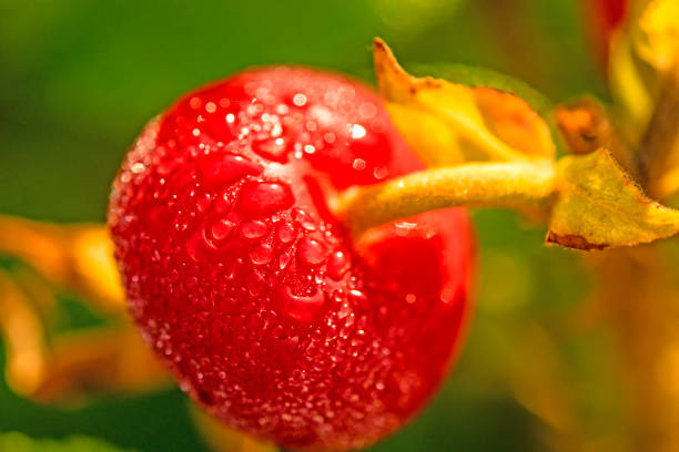 istock fruit of a potato rose 911015298