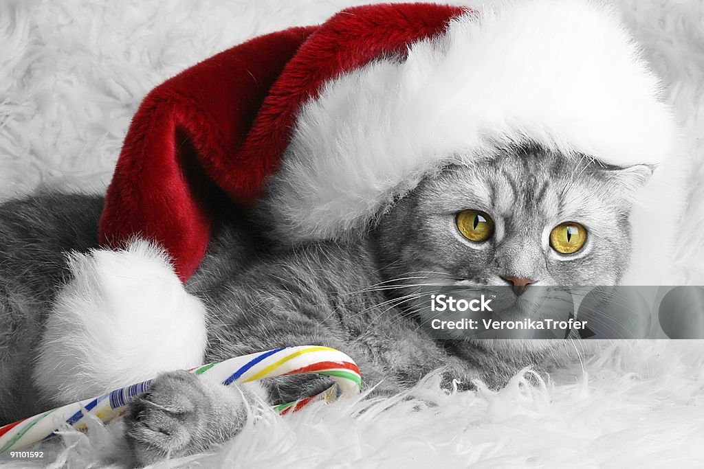 Christmas cat in red cap  Christmas Stock Photo