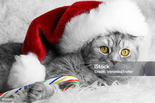 Christmas Cat In Red Cap Stock Photo - Download Image Now - Christmas, Domestic Cat, Kitten