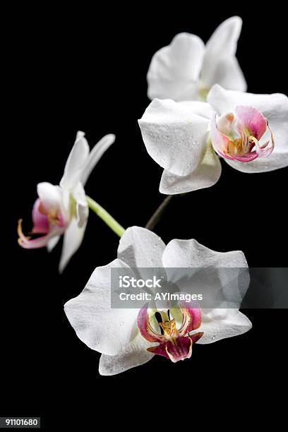 White Orchid Stock Photo - Download Image Now - Black Background, Orchid, White Color