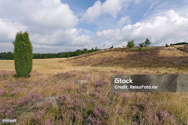 Brughiera Con Juniper In Lueneburger Heide Bassa Sassonia Xl - Fotografie stock e altre immagini di Ambientazione esterna