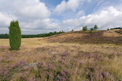 Heathland with juniper in Lueneburger Heide, Lower Saxony (XL)
