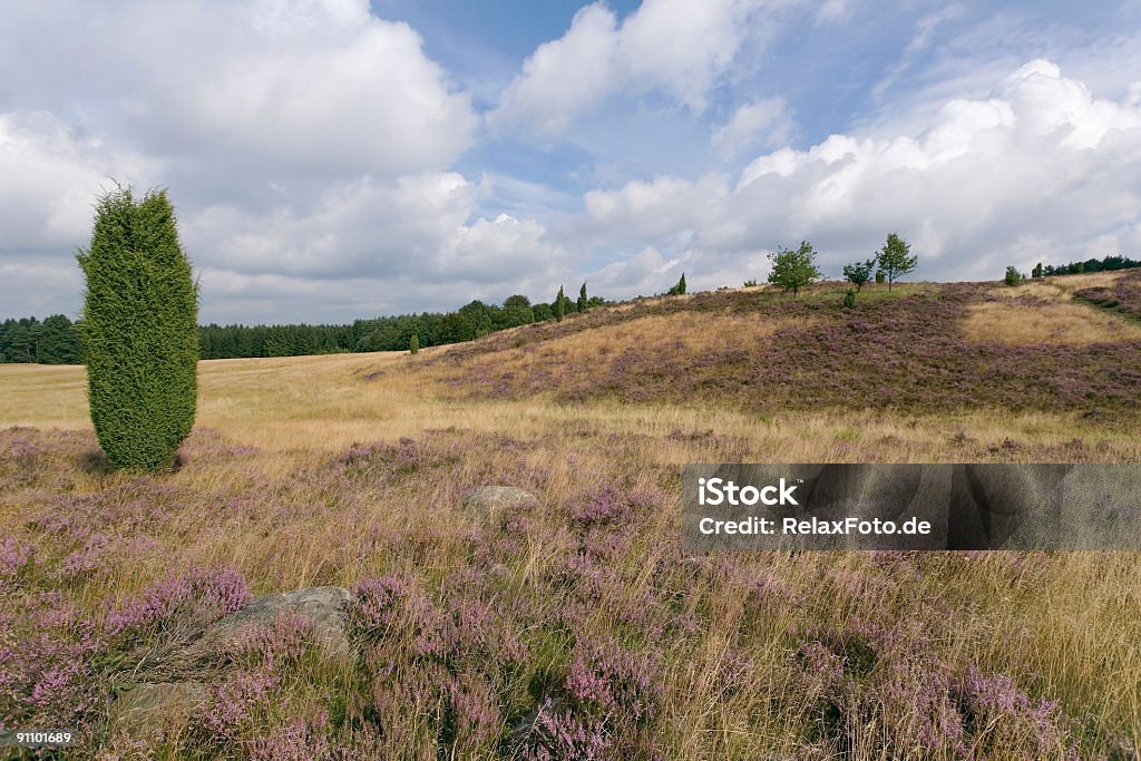 Heathland с juniper в Lueneburger Heide, Нижняя Саксония (XL - Стоковые фото Amilto Heather роялти-фри