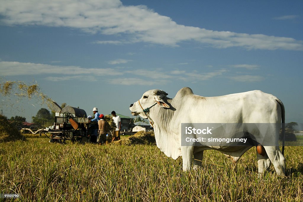 Weiße Kuh landwirtschaftliche Arbeiter ländlichen Asien - Lizenzfrei Agrarland Stock-Foto