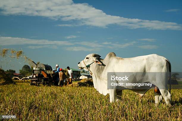 Photo libre de droit de Travailleurs Rurales Agricoles De Vachette Blanc Asie banque d'images et plus d'images libres de droit de Activité agricole