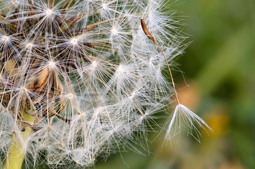 Close-up view of the dry seeds with fur