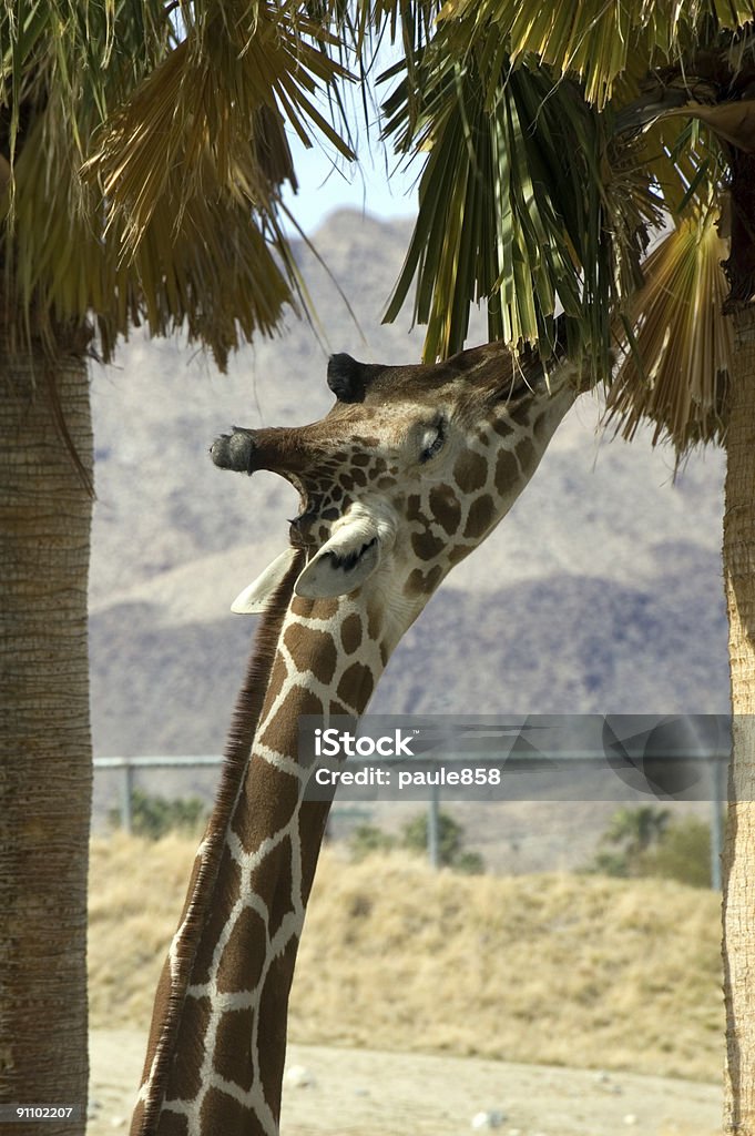 Junge Giraffe - Lizenzfrei Afrika Stock-Foto