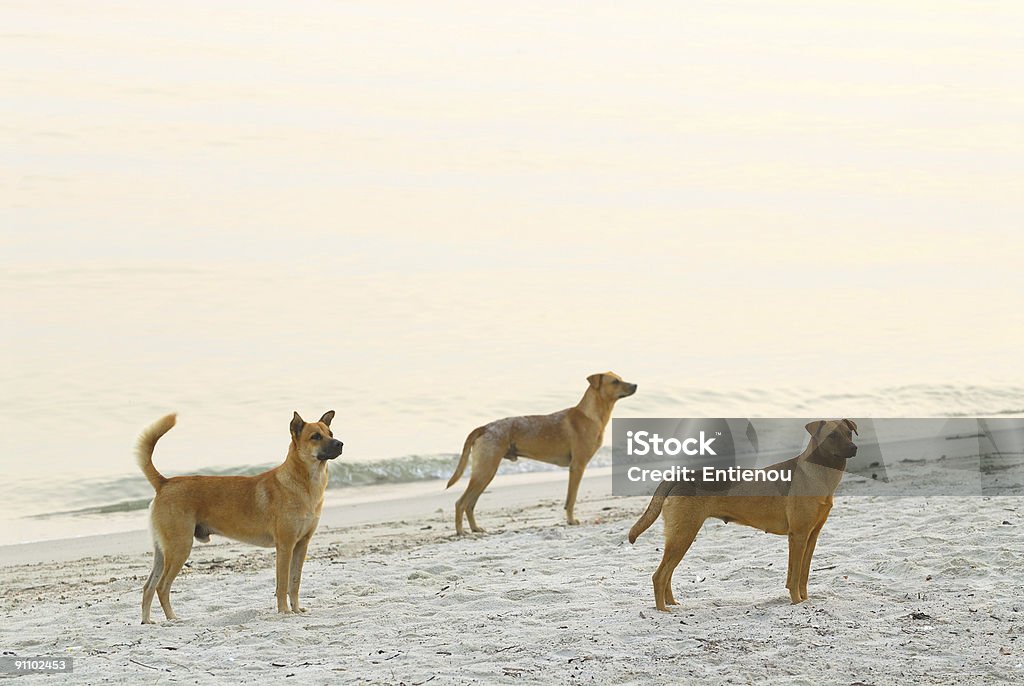 Três cães selvagem na praia ao nascer do sol - Royalty-free Ao Ar Livre Foto de stock