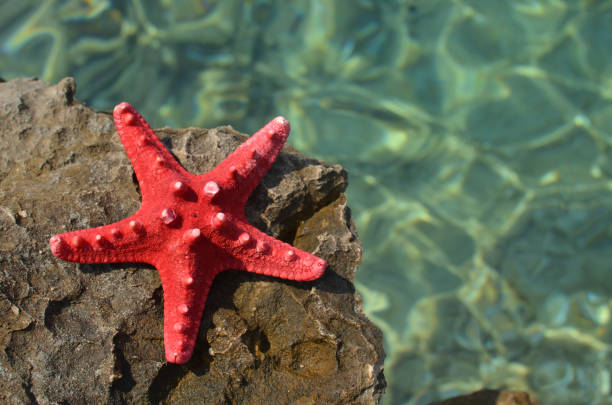 istock Sea star, rock and sea 911025802