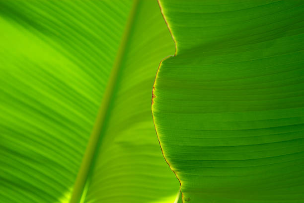 istock Close-up of a banana palm tree leaf 91102583