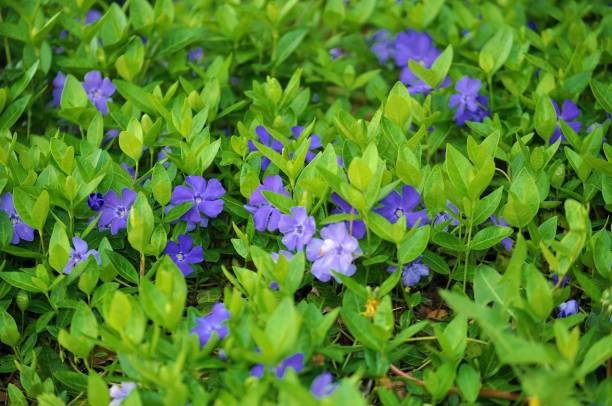 blühenden kleinen immergrün, vinca minor. - periwinkle stock-fotos und bilder