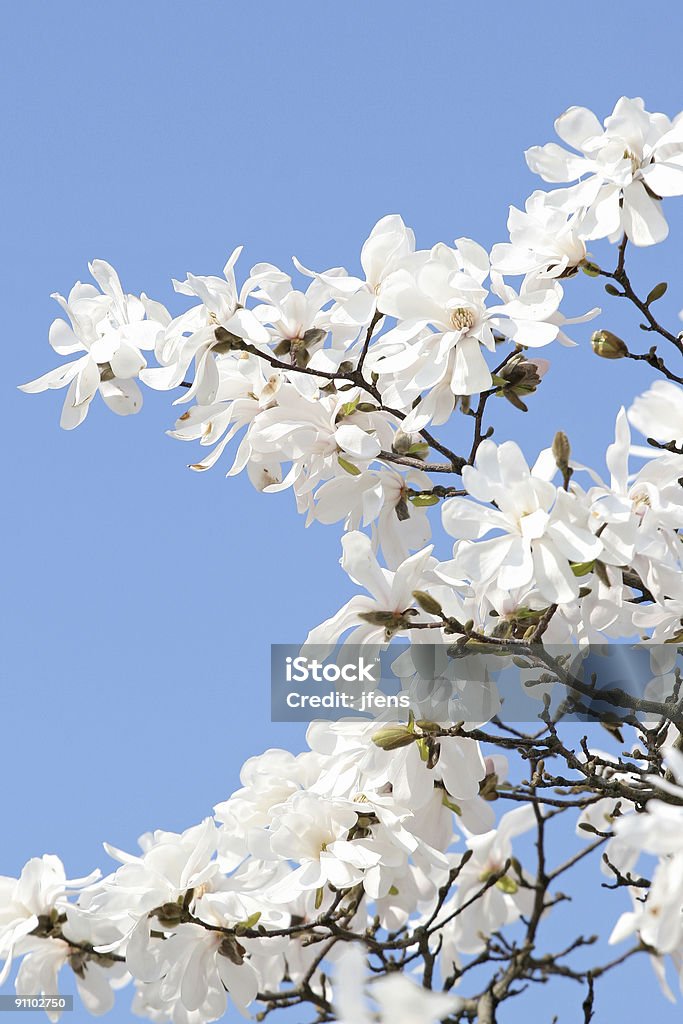 Magnolia "V - Lizenzfrei Ast - Pflanzenbestandteil Stock-Foto