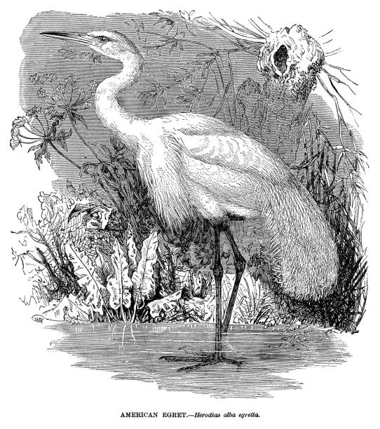 American Egret - Scanned 1885 Engraving