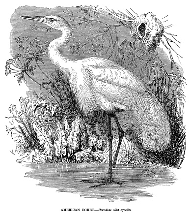 American Egret - Scanned 1885 Engraving
