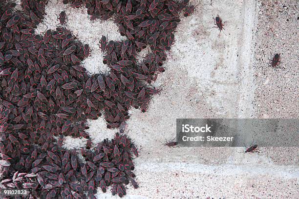 Boxelder Bugs Stock Photo - Download Image Now - Box Elder, Insect, Autumn