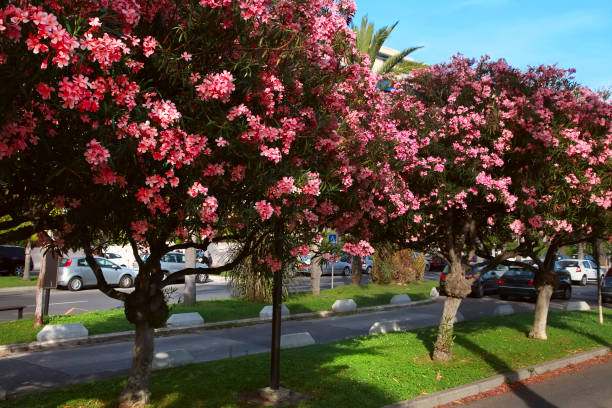 istock Beautiful oleanders growing on the Boulevard de la Croisette 911029090