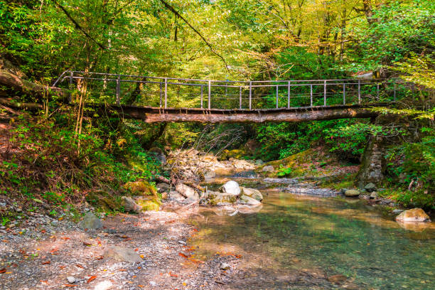 istock Bridge over Bezumenka River in ravine, Sochi, Russia 911029100