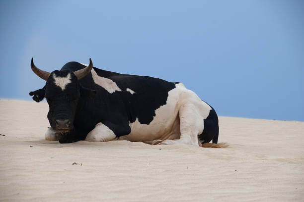 istock Black and white cow resting on a sand dune 911029182