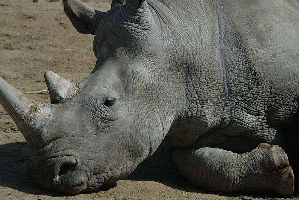 sleeping Indian rhinoceros, sandy soil