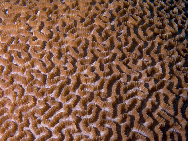 istock Maze of brain coral 2 91103140