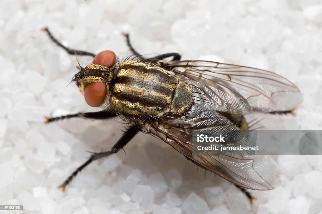 Volate in alto di zucchero (Macro - Foto stock royalty-free di Moscerino della frutta