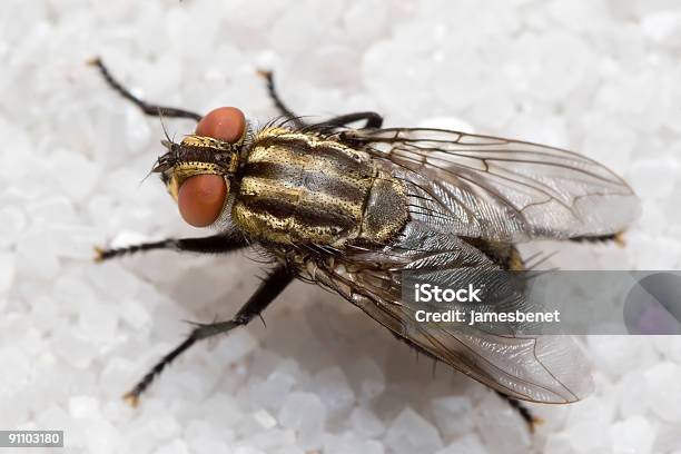 Fly On Top Of Sugar Stock Photo - Download Image Now - Fruitfly, Housefly, Animal Hair