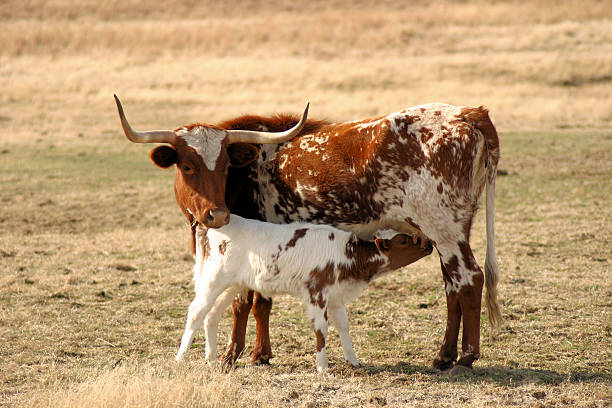 istock Texas Longhorn nursing her calf 91103267