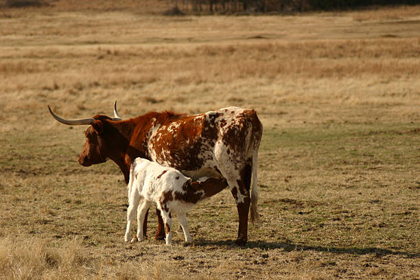 istock Young Texas Longhorn calf nursing 91103275