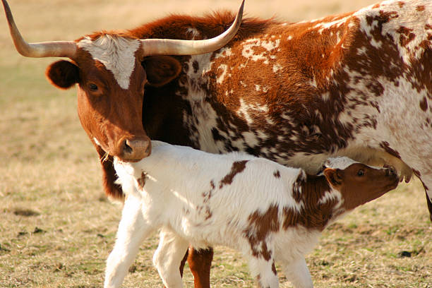 istock Closeup of a Texas Longhorn calf nursing 91103281