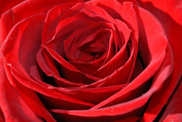 róża – zdjęcie