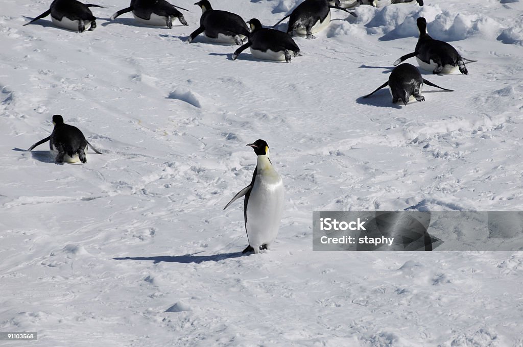 Gegen den Strom - Lizenzfrei Antarktis Stock-Foto