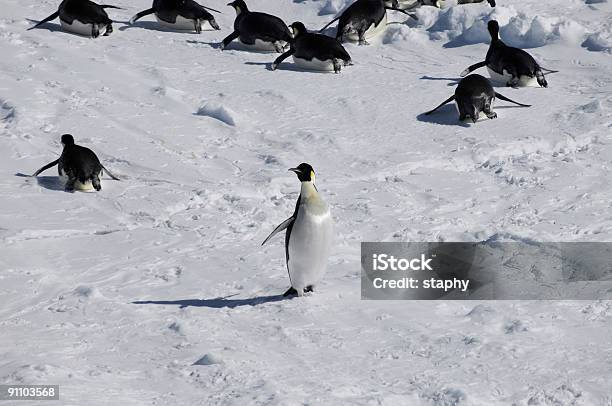 Gegen Den Strom Stockfoto und mehr Bilder von Antarktis - Antarktis, Eingefroren, Eis