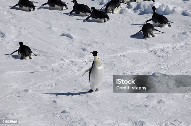 Salirse De Lo Normal Foto de stock y más banco de imágenes de Antártida - Antártida, Clima polar, Color - Tipo de imagen