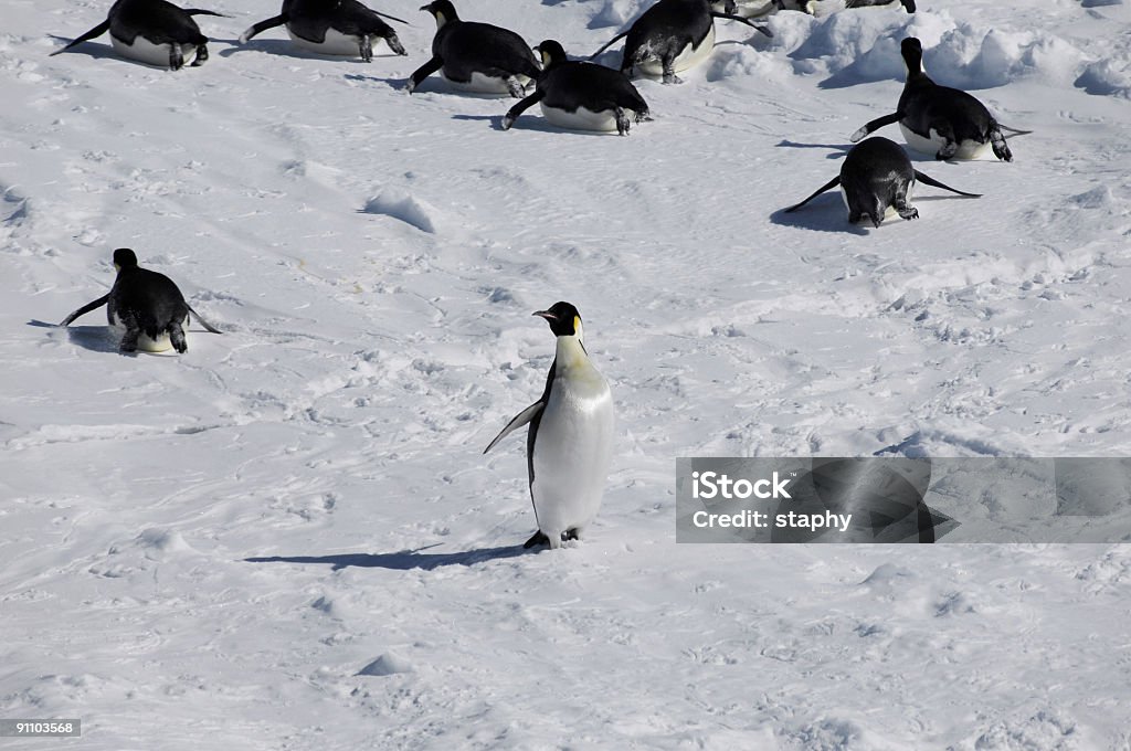 Sortir du lot - Photo de Antarctique libre de droits