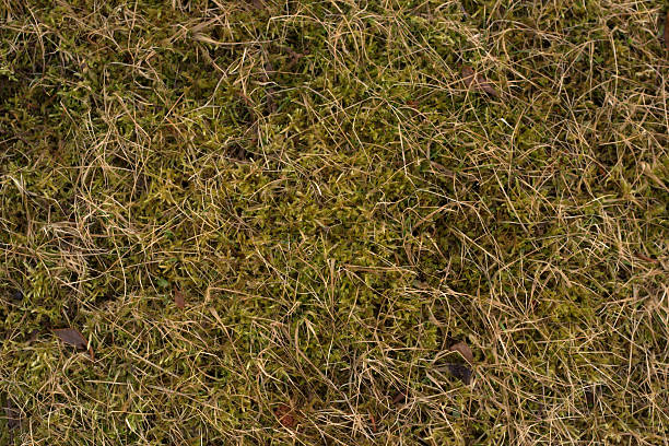 Moss and grass stock photo