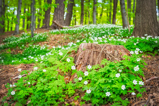 Wood anemones in bloom. Deciduous forest in springtime