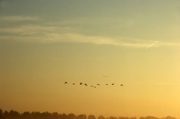 istock Passing Geese in the early morning 911038676