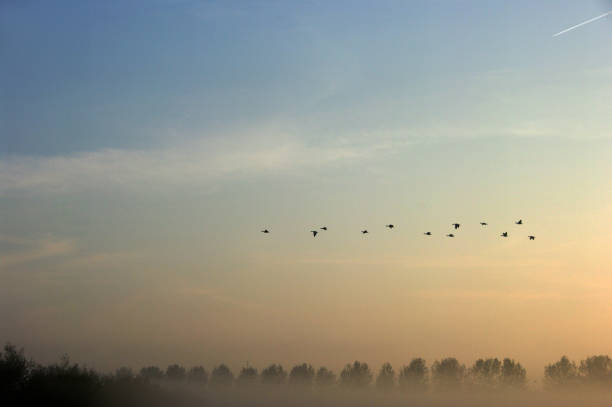 istock Passing Geese in the early morning 911038682