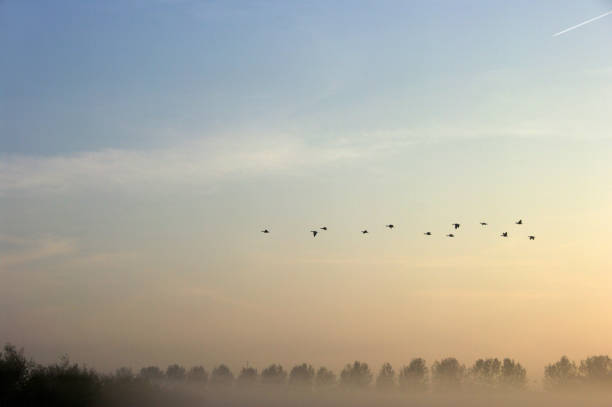 istock Passing Geese in the early morning 911038700