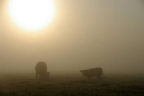 istock Grazing cow in a misty wetland 911038740