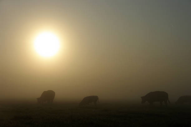 istock Grazing cows in a misty wetland 911038756