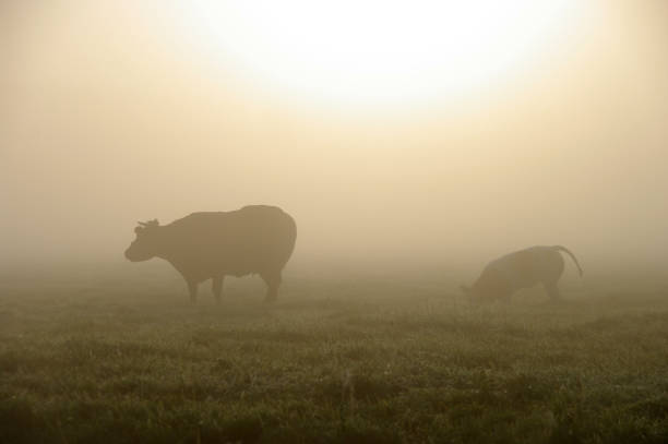 istock Grazing cow in a misty wetland 911038768