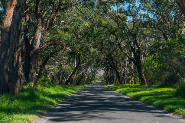 istock The Great Ocean Road, Victoria, Australia 911038796