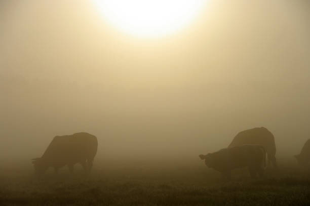 istock Grazing cow in a misty wetland 911038828