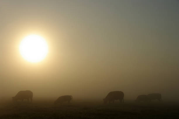 istock Grazing cow in a misty wetland 911038866