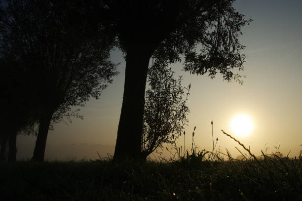 Scenic view of rural road amidst green field with tree during sunset