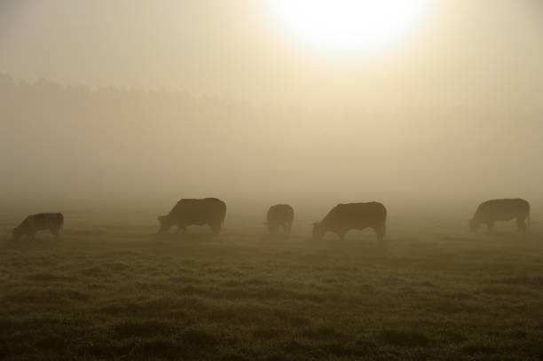istock Grazing cow in a misty wetland 911038962