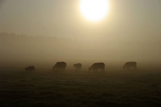 istock Grazing cow in a misty wetland 911038966