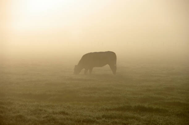 istock Grazing cow in a misty wetland 911038988