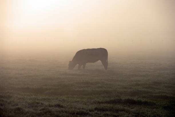 istock Grazing cow in a misty wetland 911038992